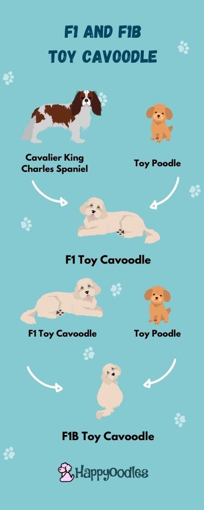 F1 and F1 Toy Cavoodle generation chart