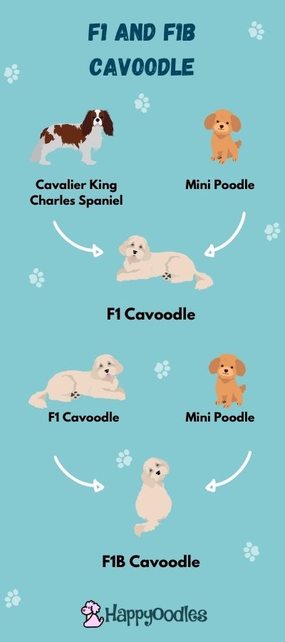 Cavoodle doodle generation chart- Happyoodles.com 