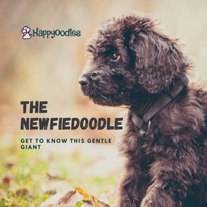 Newfiedoodle: Get To Know This Gentle Giant - Title pic - Happyoodles.com