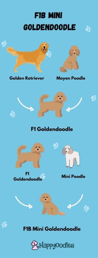 F1B Mini Goldendoodle Generation Chart