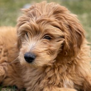 Goldendoodle Full Grown: How Big Do They Get? - Goldendoodle puppy in grass