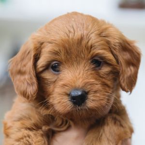 Small Goldnedoodle puppy 