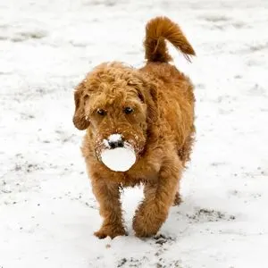Goldendoodle Full Grown: What size will they Get?  Happyoodles.com - Mini Goldendoodle 