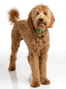 Goldendoodle Full Grown: How Big Do They Get? - Standard Sized Goldendoodle 