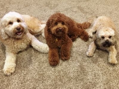 Three Goldendoodles laying in a row