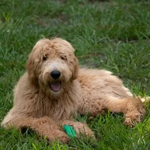 Adult Goldendoodle in grass