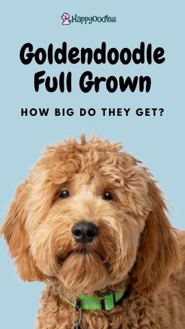 Goldendoodle Full Grown: How Big Do They Get? Pin