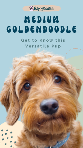 Medium Goldendoodle: Get to know this friendly pup Happyoodles.com Pinterest pin