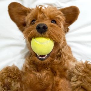 The Medium Goldendoodle: What you need to know - Happyoodles.com - Golden doodle puppy with tennis ball. 
