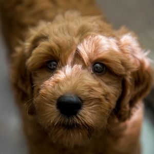 The Medium Goldendoodle: What you need to know - Golden doodle puppy face