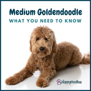 The Medium Goldendoodle: What you need to know