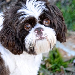 Beat Places to Look for a Shih Tzu Rescue by Region 0 Black and White Shih Tzu