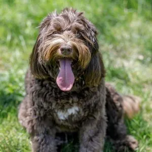 Brown Labradoodle with white patch on chest. 