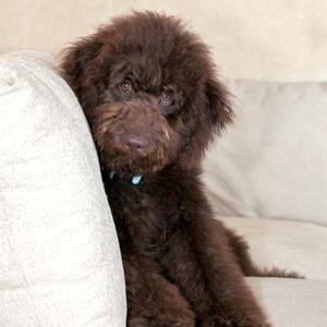 Brown Labradoodle Puppy on Couch