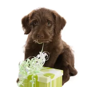 Brown Labradoodle with present