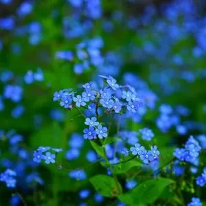 Pet Memorial Ideas - pic of forget me not
