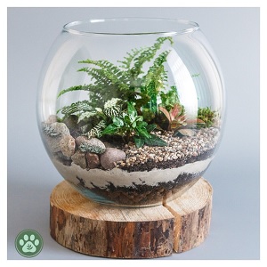 Terrarium in a small glass jar wtih a wooden base. 