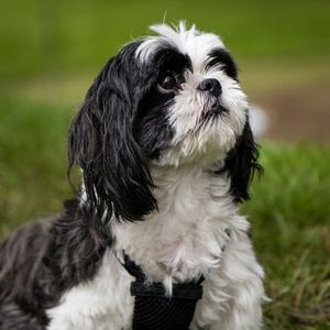 Beat Places to Look for a Shih Tzu Rescue by Region Black and white Shh Tzu sitting. 