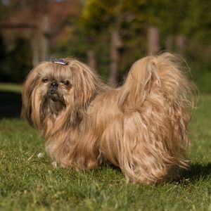 Beat Places to Look for a Shih Tzu Rescue by Region - Brown Shih Tzu