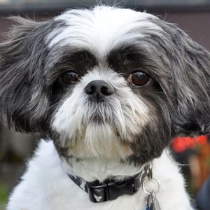 Beat Places to Look for a Shih Tzu Rescue by Region Gray and white Shih Tzu
