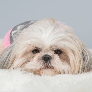 Beat Places to Look for a Shih Tzu Rescue by Region - Happyoodles.com White Shih Tzu lying down