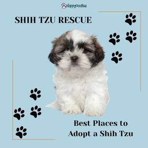 Shih Tzu Rescue: 10 Best Places to Adopt a Shih Tzu