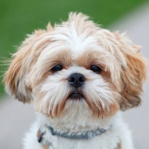Beat Places to Look for a Shih Tzu Rescue by Region - Close up of Shih Tzu 