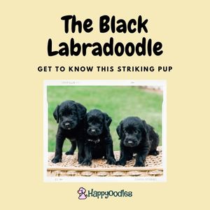 Black Labradoodle: Get to Know This Striking Pup title picture