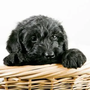 Black Labradoodle puppy in basket