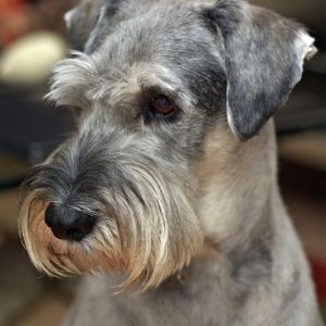 Easy to Find Big Dogs that Don't Shed - Standard Schnauzer