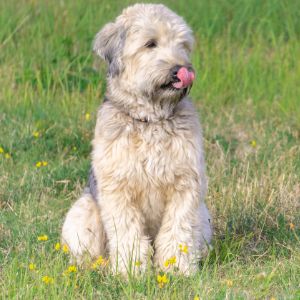Easy to Find Big Dogs that Don't Shed - soft Coated Wheaten Terrier