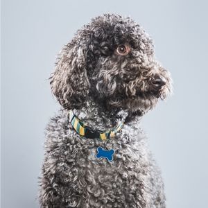 Black Labradoodle: Get to Know This Striking Pup in 2022 = gray Labradoodle 