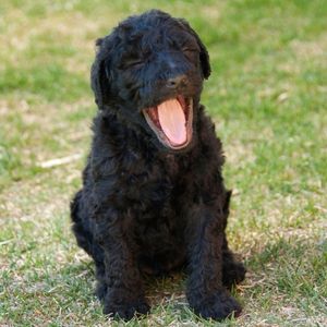 Black Labradoodle: Get to Know This Striking Pup in 2022