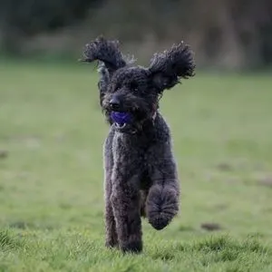 Black Labradoodle: Get to Know This Striking Pup in 2022 Labradoodle runnign 