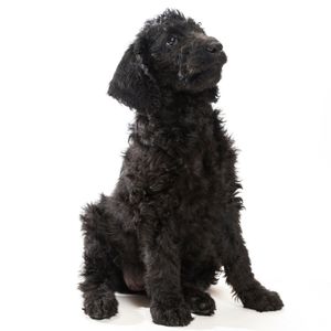 Labraoodle sitting with white back ground