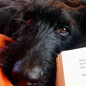 Black Labradoodle with book