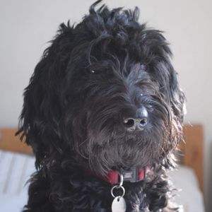 Black Labradoodle: with red collar