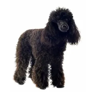 black poodle 
