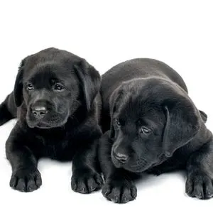 Black Labrador Retriever puppies