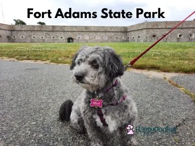 Newport, RI: Dog Friendly Vacation - Bella at Fort Adams State Park - Happyoodles.com 