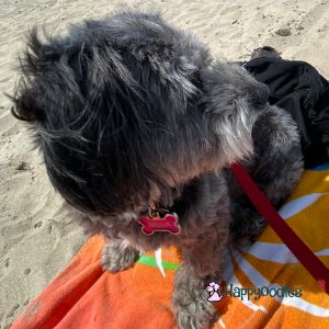 Bella on a towel at the beach