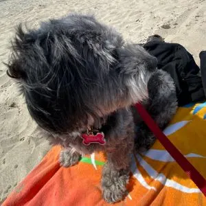 Block Island Dog Friendly -Bella on the beach Happyoodles.com 