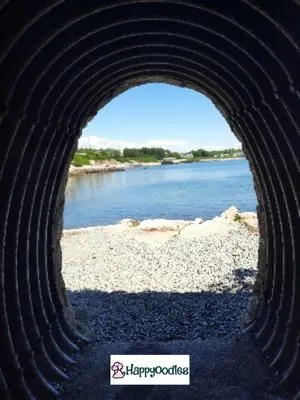 Is the Newport, Rhode Island Cliff Walk Dog Friendly? View from tunnel- Happyoodles.com