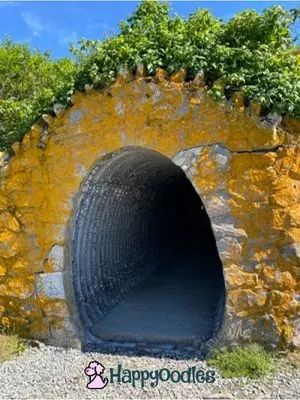 Happyoodles.com - Orange Tunnel on Cliff walk 