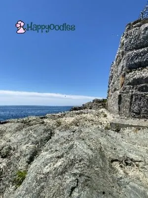 Is the Newport, Rhode Island Cliff Walk Dog Friendly? View from Cliff Walk 