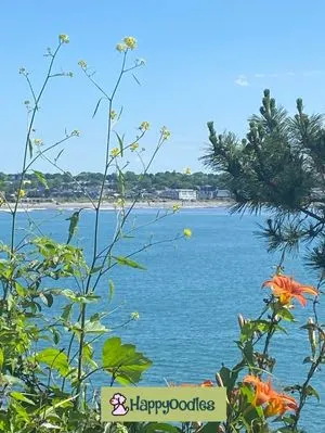 Happyoodles.com- Is the Newport, Rhode Island Cliff Walk Dog Friendly? View from Cliff Walk 