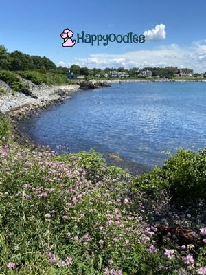 Happyoodles.com Is the Newport, Rhode Island Cliff Walk Dog Friendly? View from Cliff Walk 
