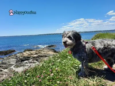 Newport, RI: Dog Friendly Things to Do and Places to Stay - Bella Overlooking the ocean - Happyoodles.com