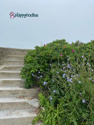 Newport, RI: Dog Friendly Things to Do and Places to Stay - Stairs at Brenton Point State Park - Happyoodles.com 