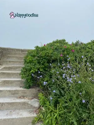 Newport, RI: Dog Friendly Things to Do and Places to Stay - Stairs at Brenton Point State Park - Happyoodles.com 